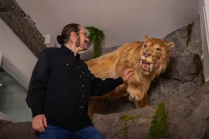 gossau_14022022_indianermuseum_sbo_13_preview Vincent Escriba mit seiner neusten Errungenschaft: Ein lebensgrosser Säbelzahntiger. , Das Tier ist ab sofort in der Steinzeitausstellung im Indian Land Museum zu sehen. , Im Museum werden laufend neue Objekte ausgestellt.