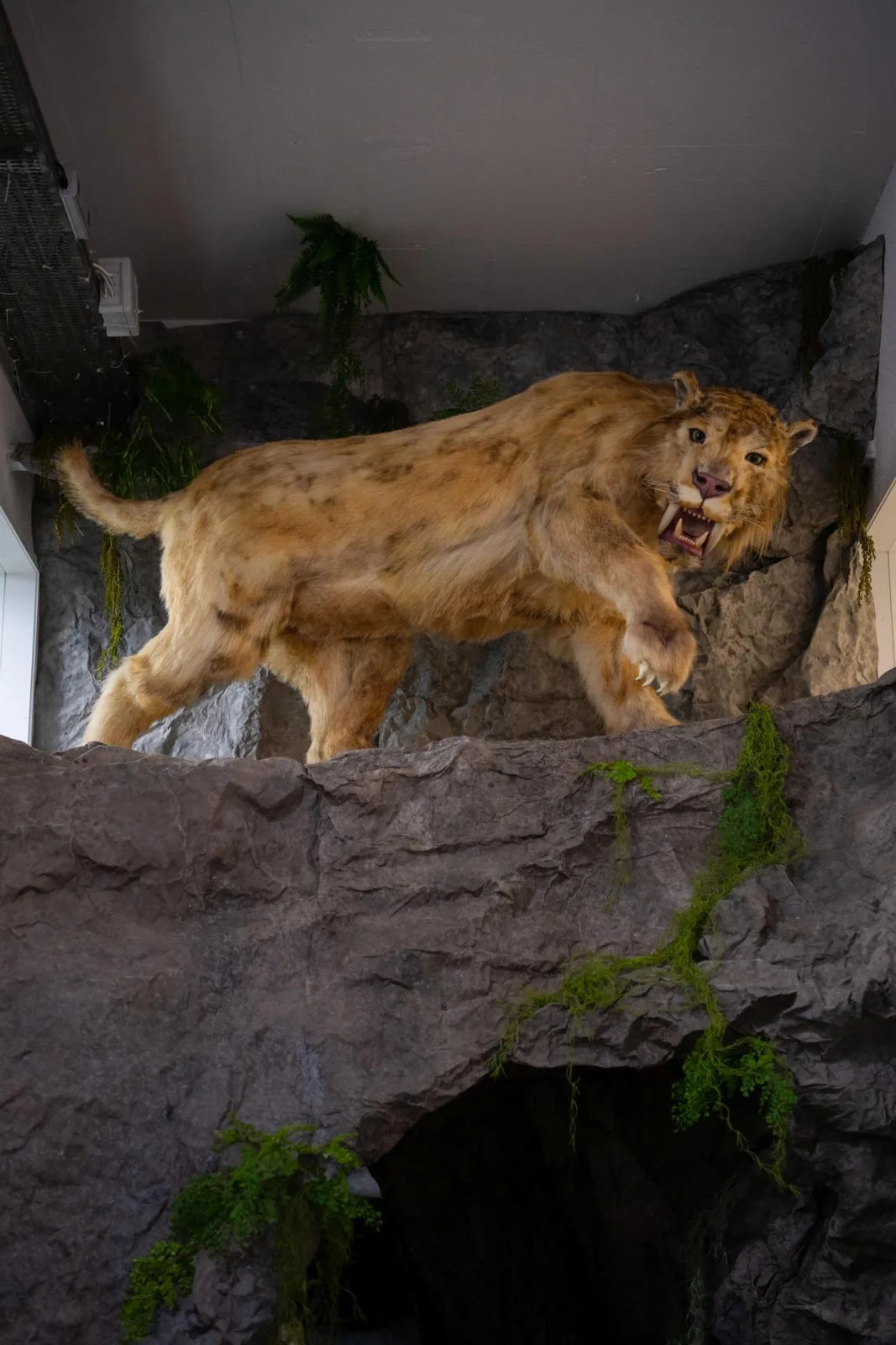Auf dem Bild ist der Säbelzahntiger zu sehen. 