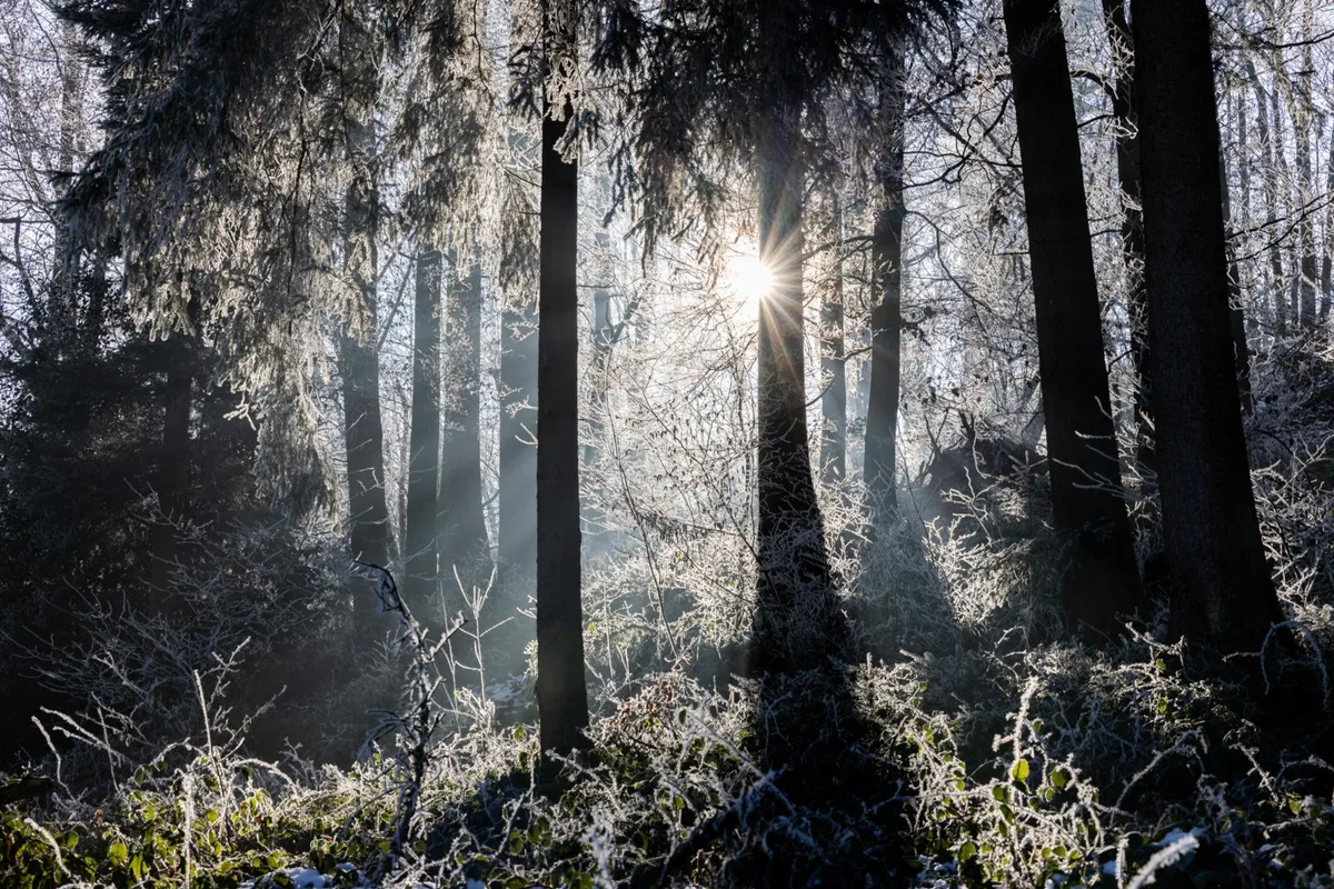 Sonnenlicht durchflutet den Winterwald.