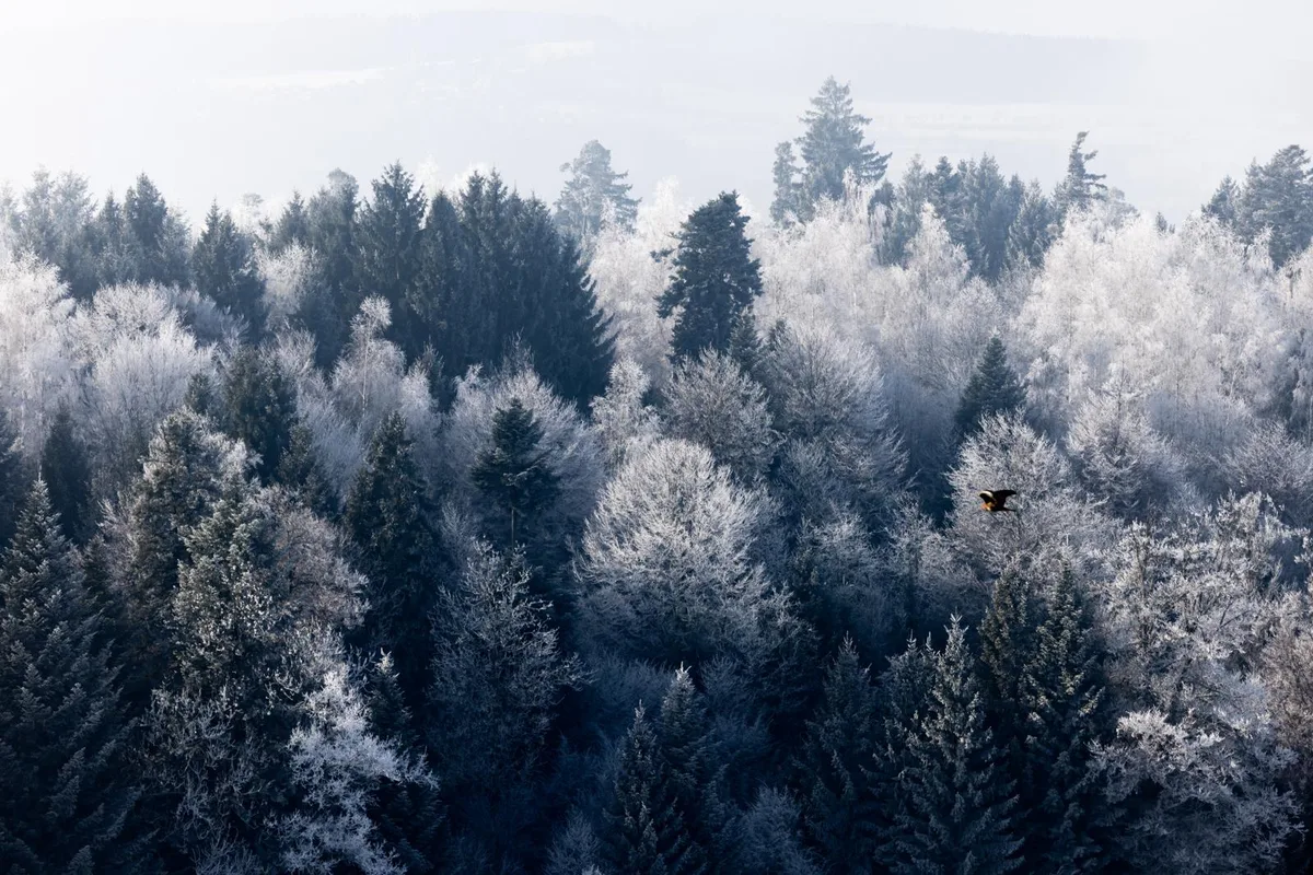 Blick auf von Raureif gezeichneten Bäumen.