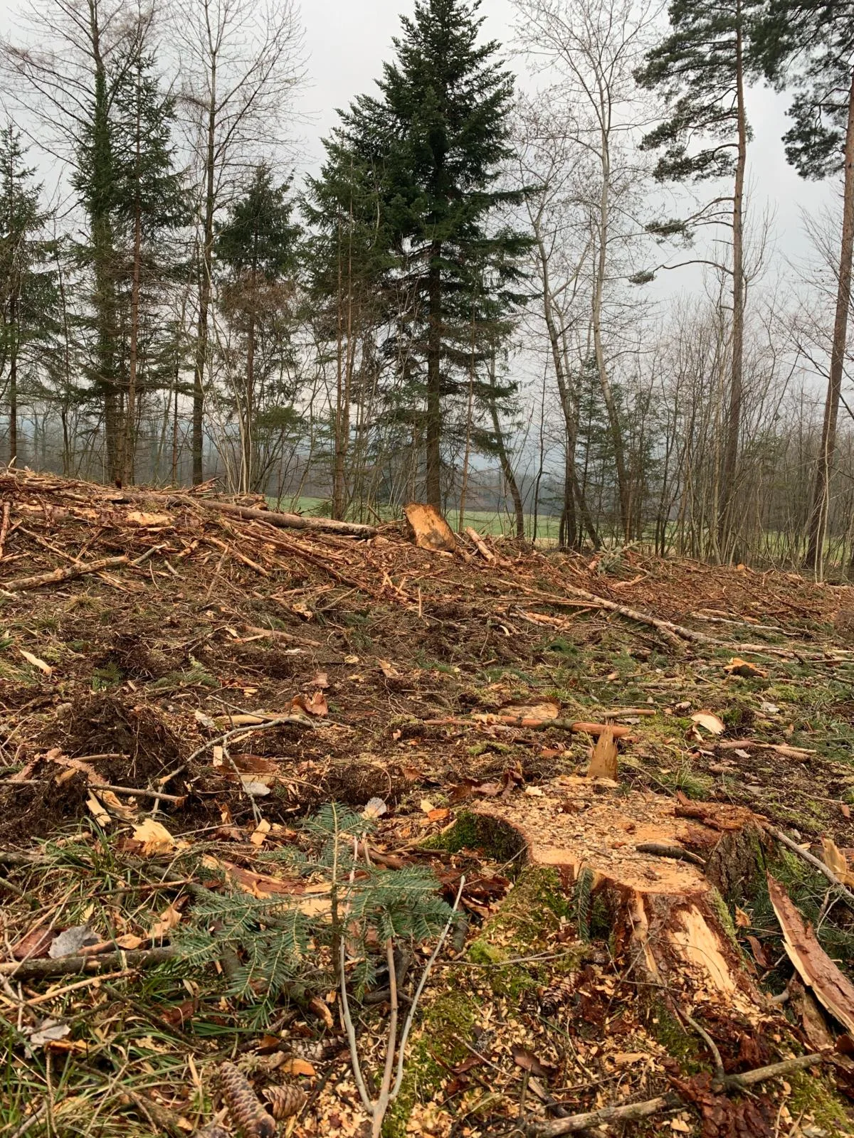 Junge Weisstannen stossen auf d auf der Fläche des Holzschlags auf. 