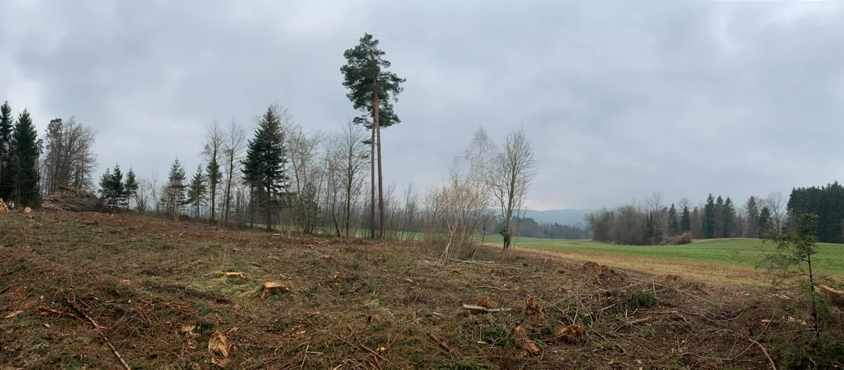 Wird die Erweiterung der Deponie bewilligt, wäre auch das hier abgeholte Waldstück betroffen. 