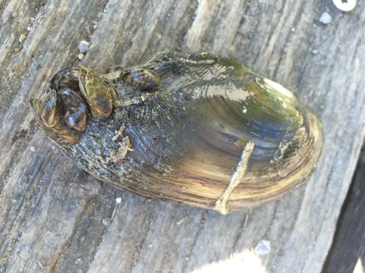 Dies ist eine grössere Entenmuschel, entdeckt im Greifensee, an die sich kleine Zebramuscheln geheftet haben. Letztere werden auch Wandermuscheln genannt. Eine Entenmuschel, an die sich Wandermuscheln geheftet haben.