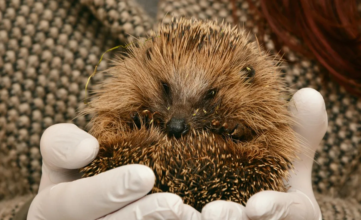 hedgehog-2074143_preview In Kollbrunn kümmern sich ab April Igelfachpersonen um verletzte und hilfsbedürftige Tiere.