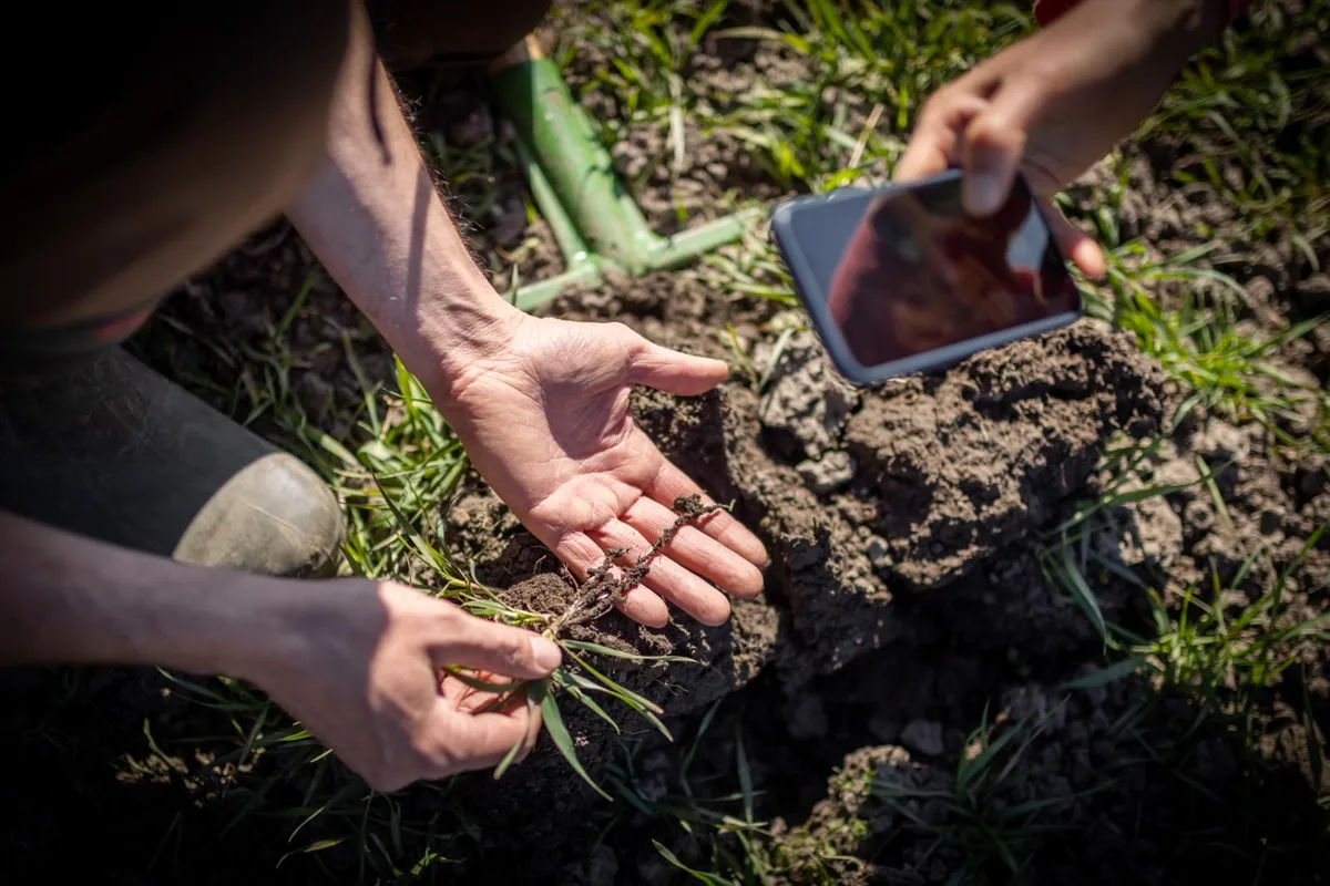 Die jungen Landwirte setzen auf naturnahe Böden mit viel organischem Material. Das ist technisch herausfordernd. Auf einem Acker sind zwei Personen, die eine hält einen Sämling in der Hand, die andere fotografiert diesen.