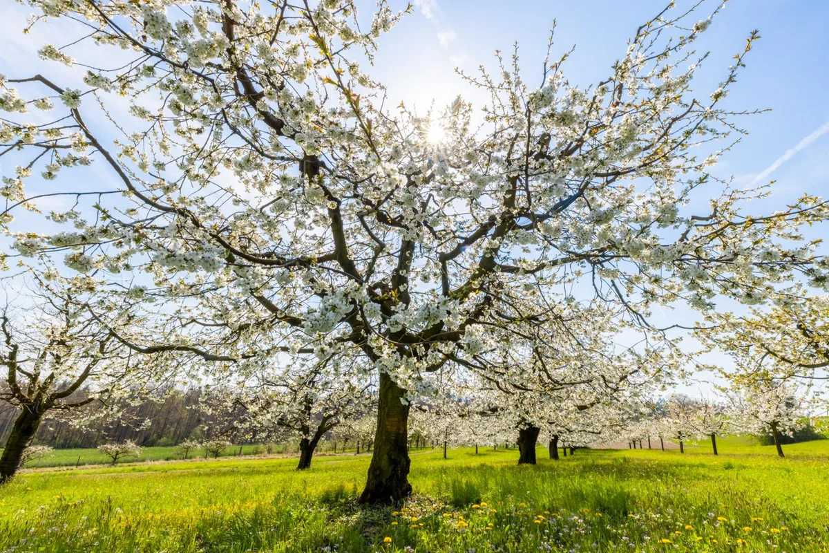 https-zueriost-ch-sites-default-files-elvis-media-2022-04-fruehling-impressionen-natur-region-crm-16_preview-jpg Obstbäume in voller Blüte bei Gossau.