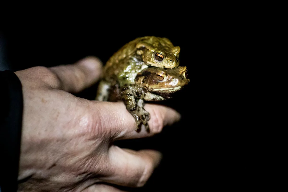 Was und wie treiben es die Frösche genau? Und wie nicht?, Mehr Informationen zum Sexleben von Fröschen oder Störchen gibt es in der Naturstation Silberweide.