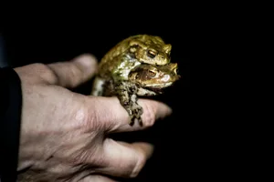 https-zueriost-ch-sites-default-files-elvis-media-2022-05-pfaeffikon_18032019_froschrettung_crm_9_preview-jpg Was und wie treiben es die Frösche genau? Und wie nicht?, Mehr Informationen zum Sexleben von Fröschen oder Störchen gibt es in der Naturstation Silberweide.