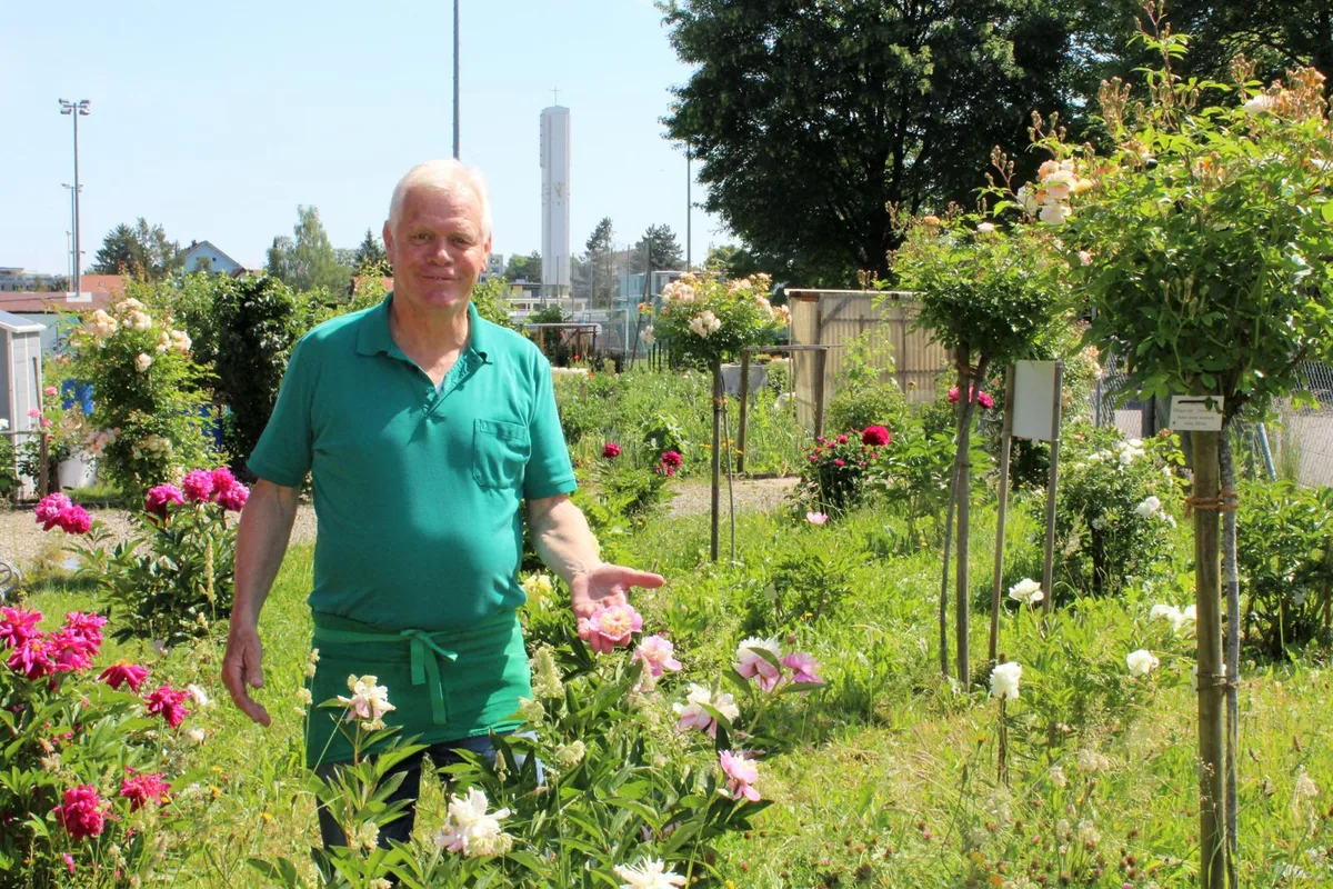 hannes%20m%c3%bcller%20und%20sein%20rosengarten%20in%20d%c3%bcbendorf_8_preview Hannes Müller inmitten seiner Rosen., Der Rosengarten dient dem Dübendorfer als Kraftquelle., Blanc Double de Coubert, Paeonia Coral Charm, Paeonia itoh Bartzella, Karl Rosenfeld