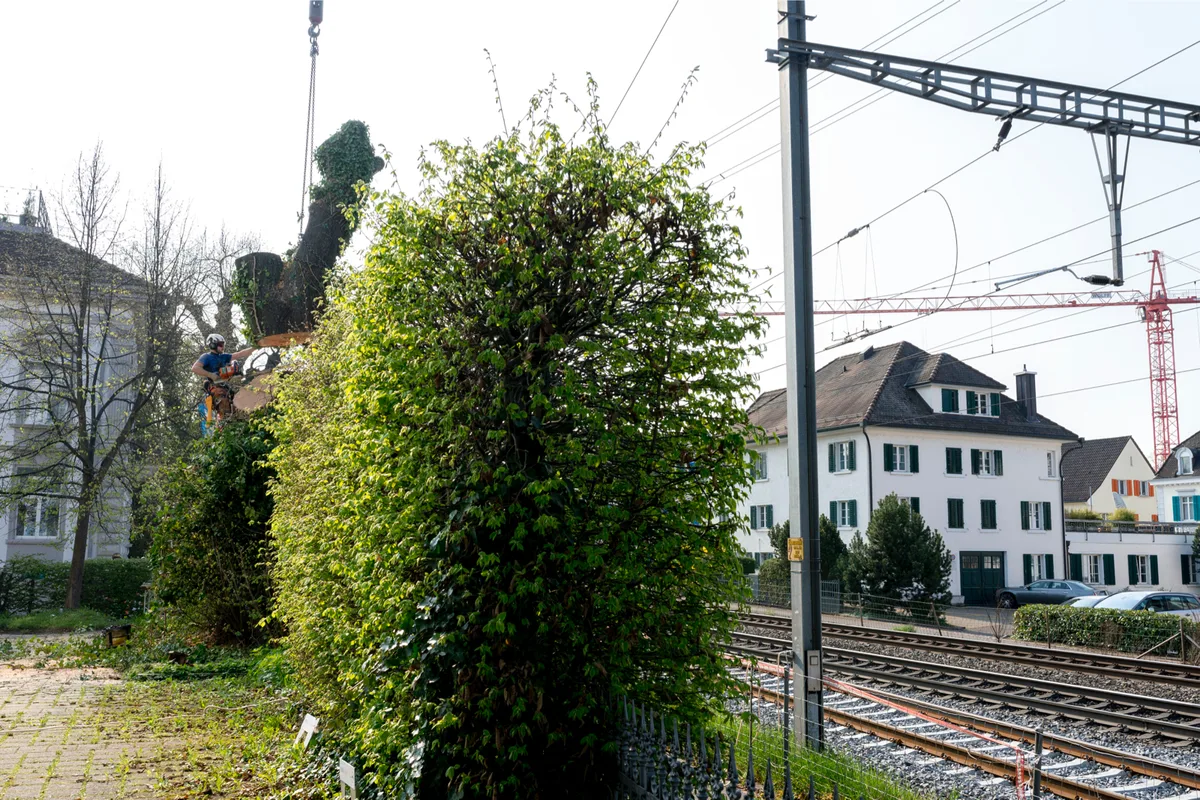zo_nhs7658_preview In Uster muss beim Bahnübergang Wermatswilerstrasse ein Baum gefällt werden.
