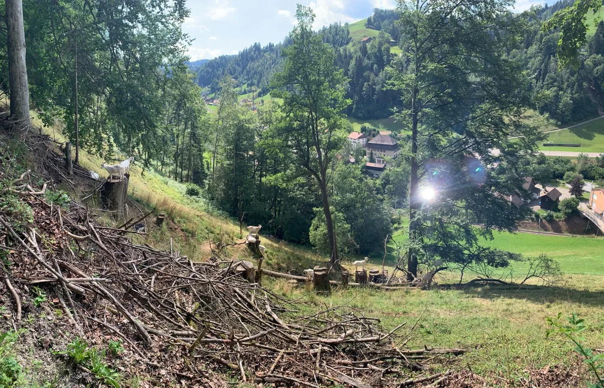 Je steiler je besser: Die Ziegenherde fühlt sich in der Burghalde wohl.