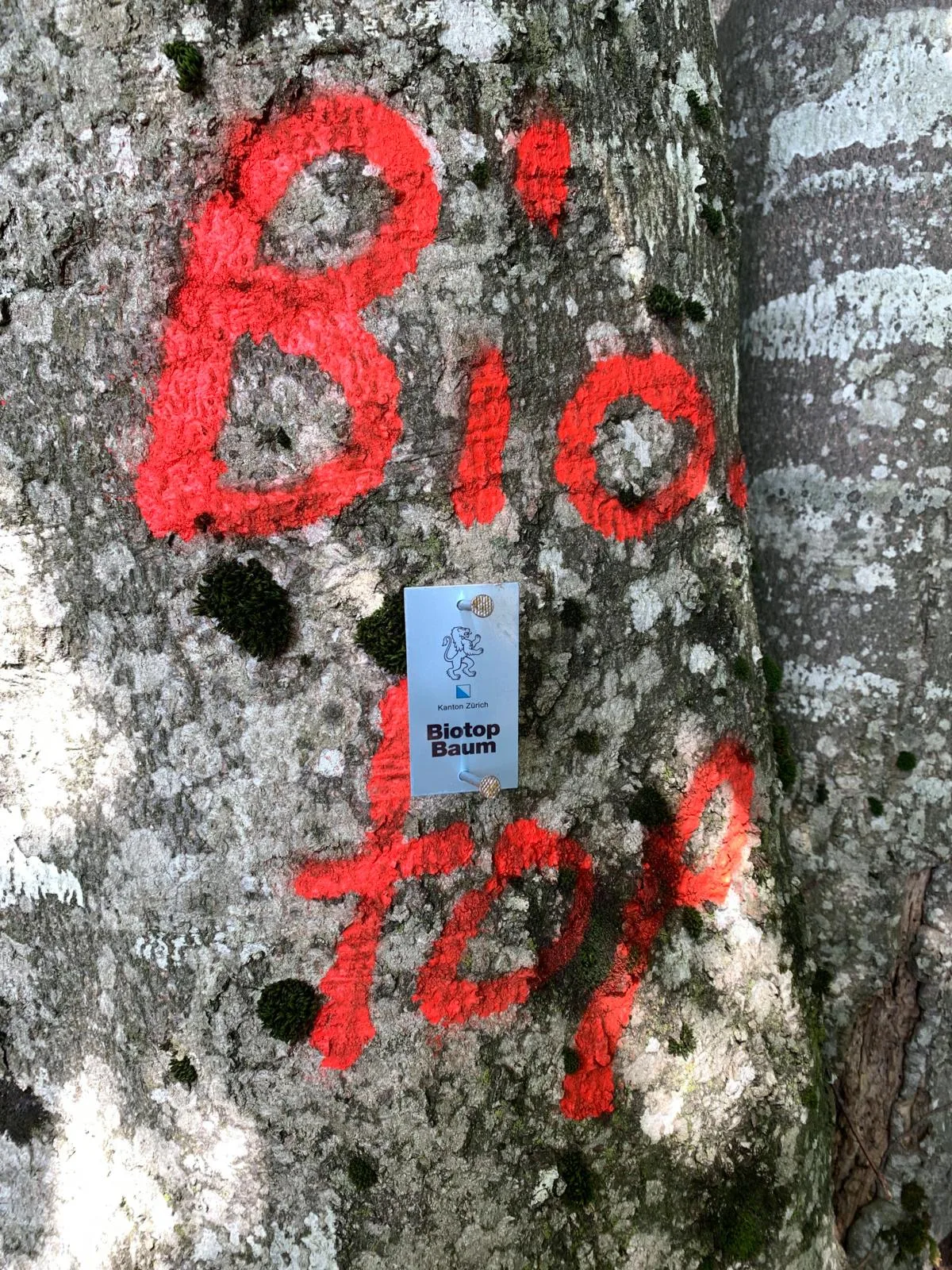 Auffällig muss es sein: Dieser Biotopbaum ob Fischenthal soll noch Jahrzehnte stehen bleiben. 