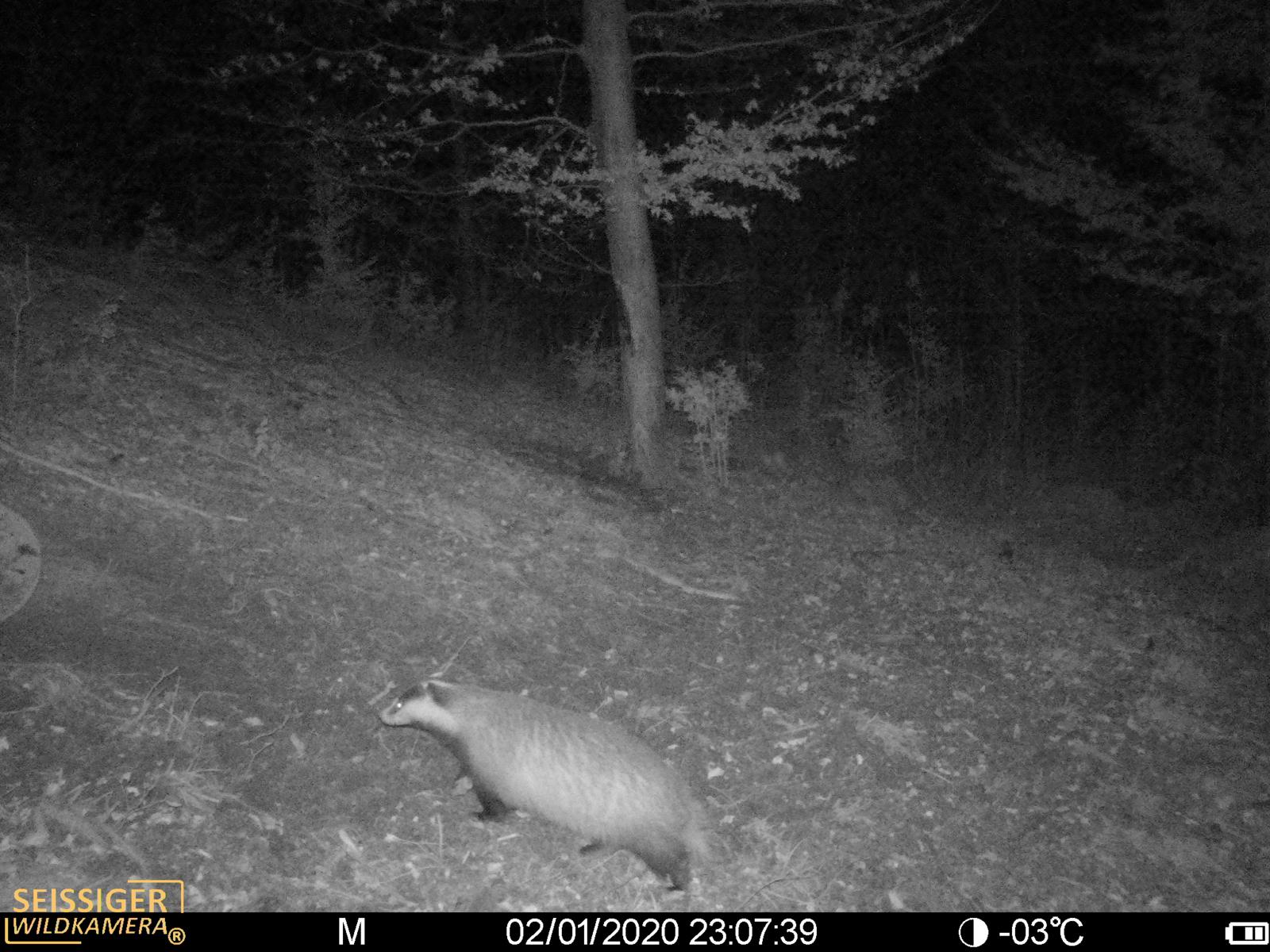 In letzter Zeit halten sich viele Wildschweine in Bäretswil auf.