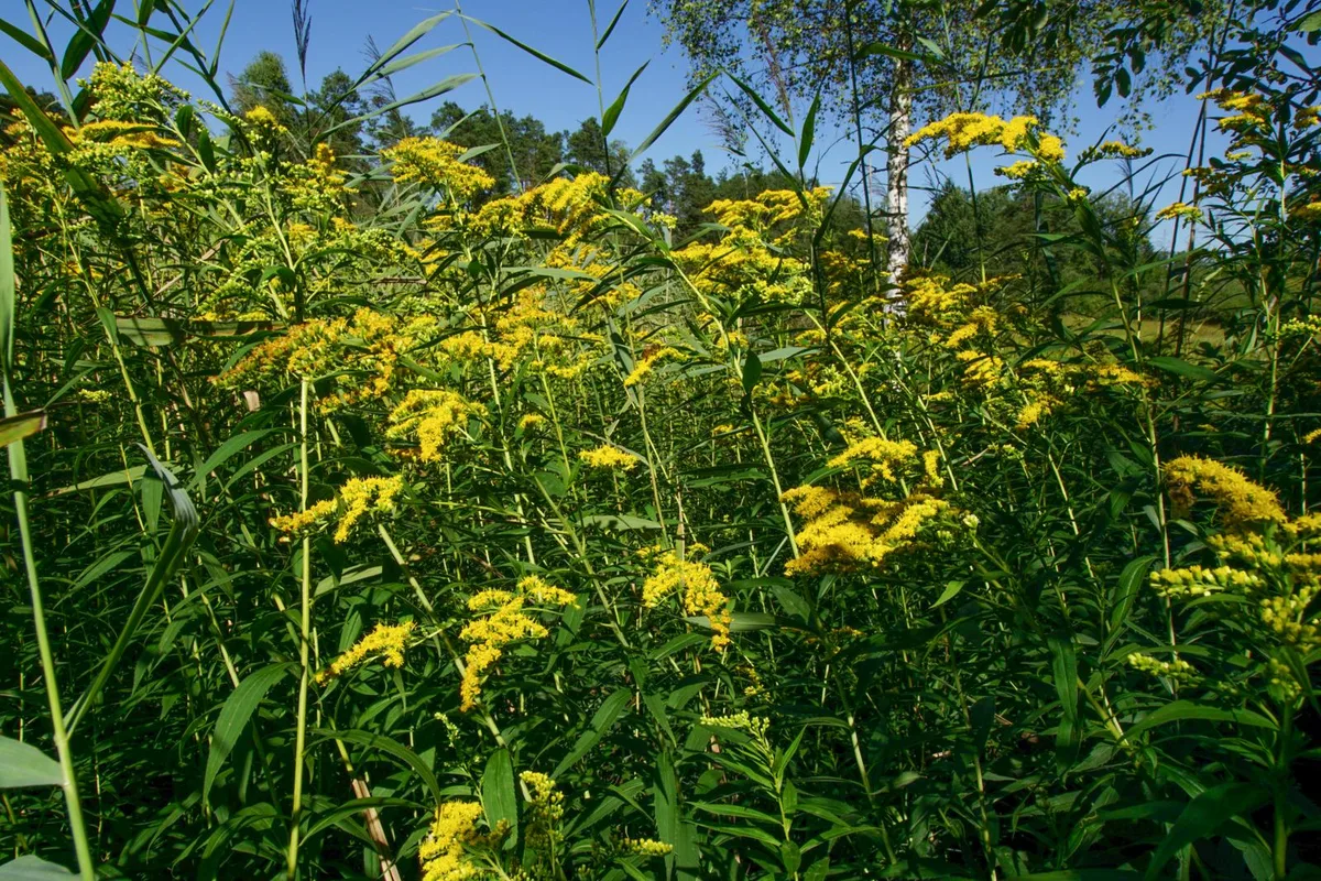 neophyten1_preview Dichter Bestand spätblühender Goldruten in einem Naturschutzgebiet bei Illnau. , Blüten der einheimischen Echten Goldrute. Die Blütenbesucherin ist eine Pillenwespe.