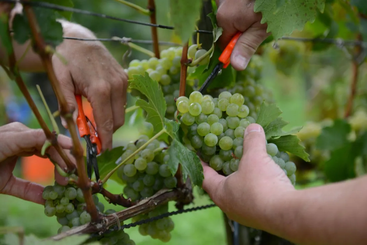 bu_wuemmet_uster_06092022_jam13_preview Wegen dem guten Erntejahr fand die Wümmet in Uster drei Wochen früher als geplant statt., Rund 30 Freiwillige haben am Dienstag bei Regenwetter die Wümmet am Rebberg in Uster bewältigt., Mit präzisen Schnitten und Belastung in den Knien wird die Arbeit vollbracht.