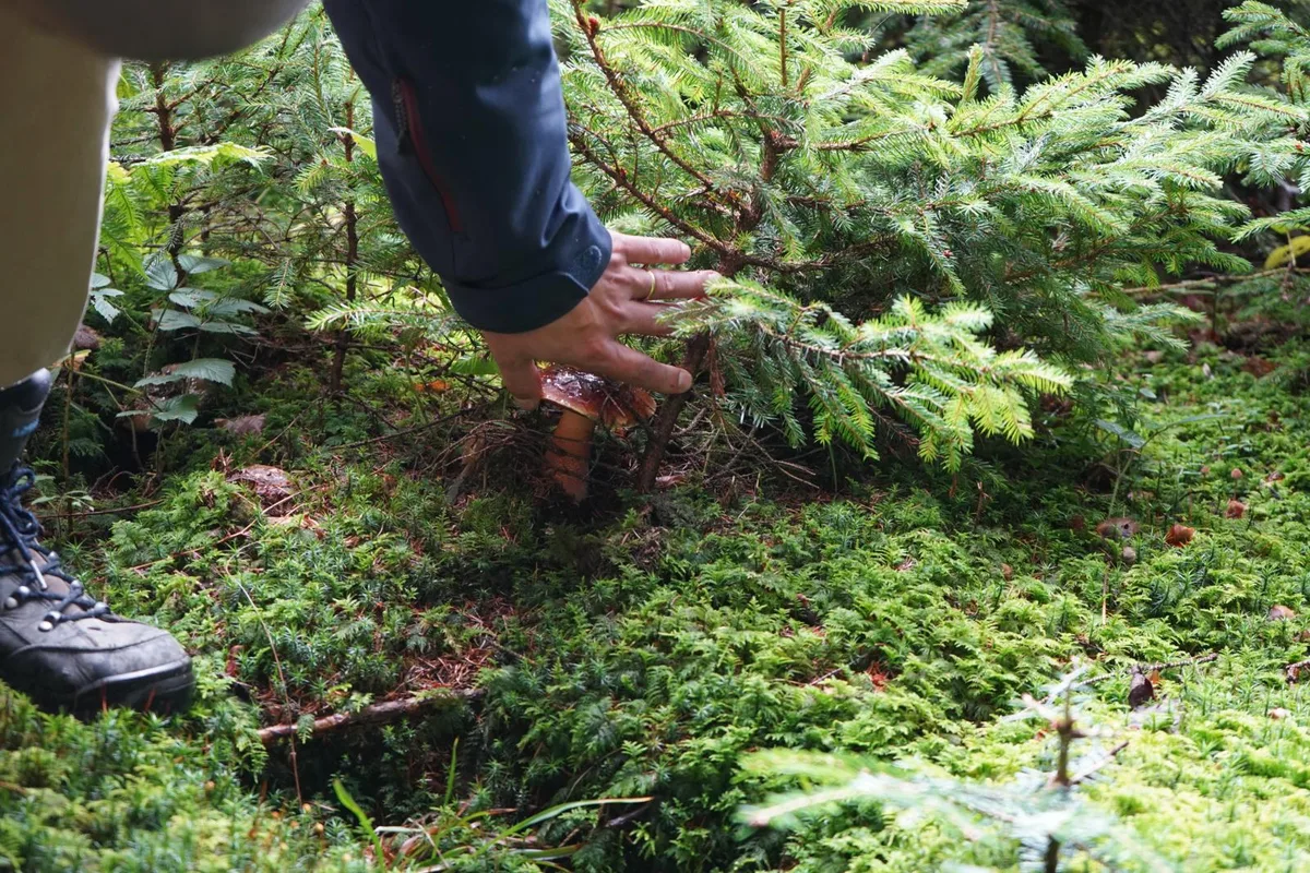 Ein Hexenröhrling im Wald.