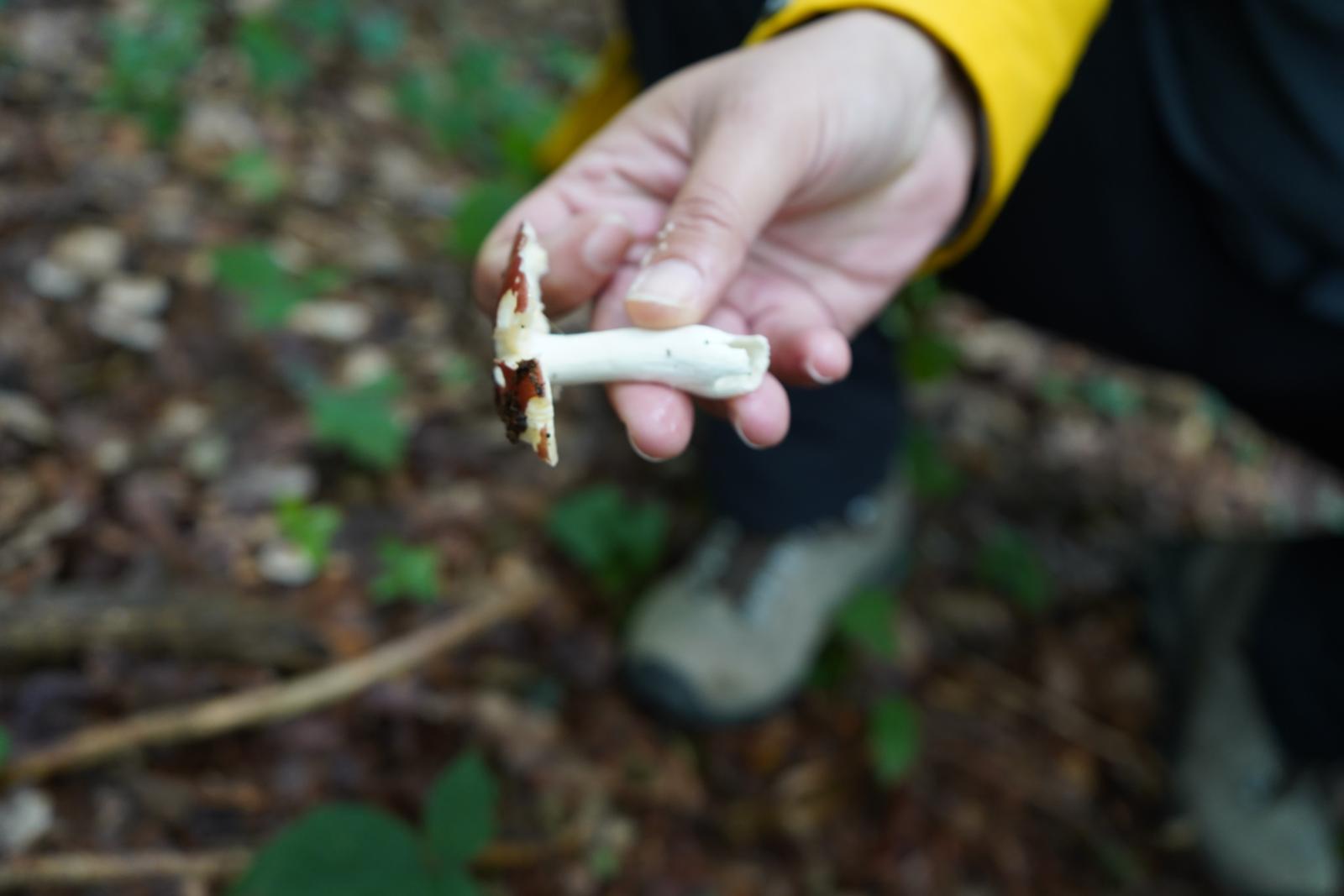 Pilz in Hittnau.