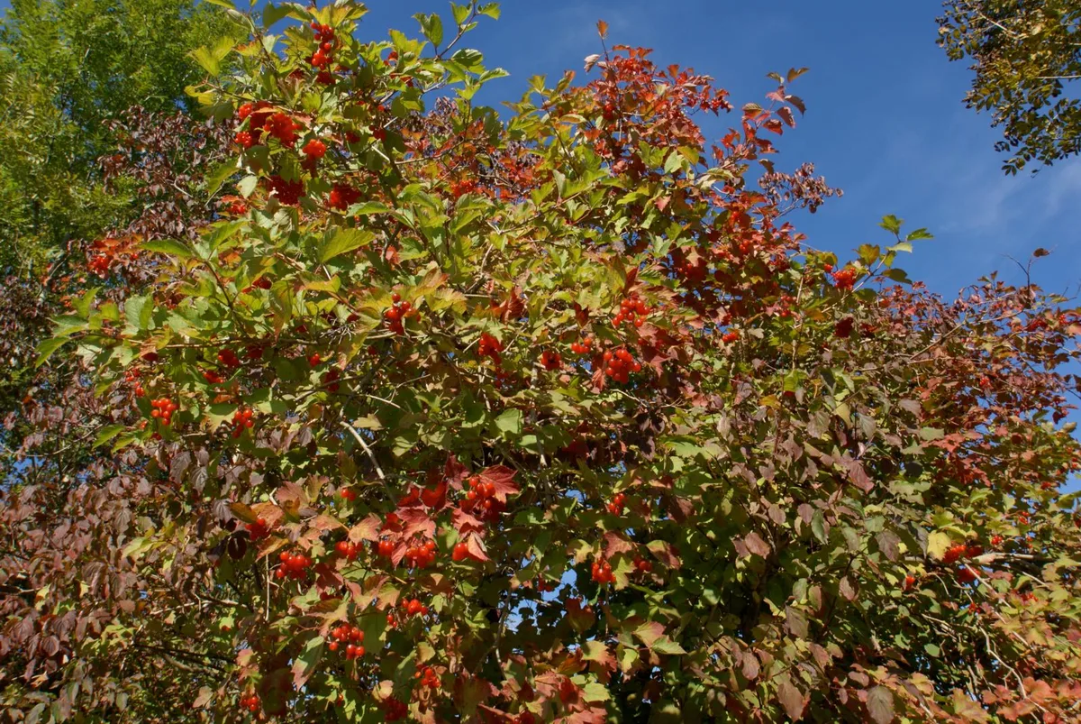 Auf dem Foto sieht man einen  Gewöhnlichen Schneeball mir roten Blättern.