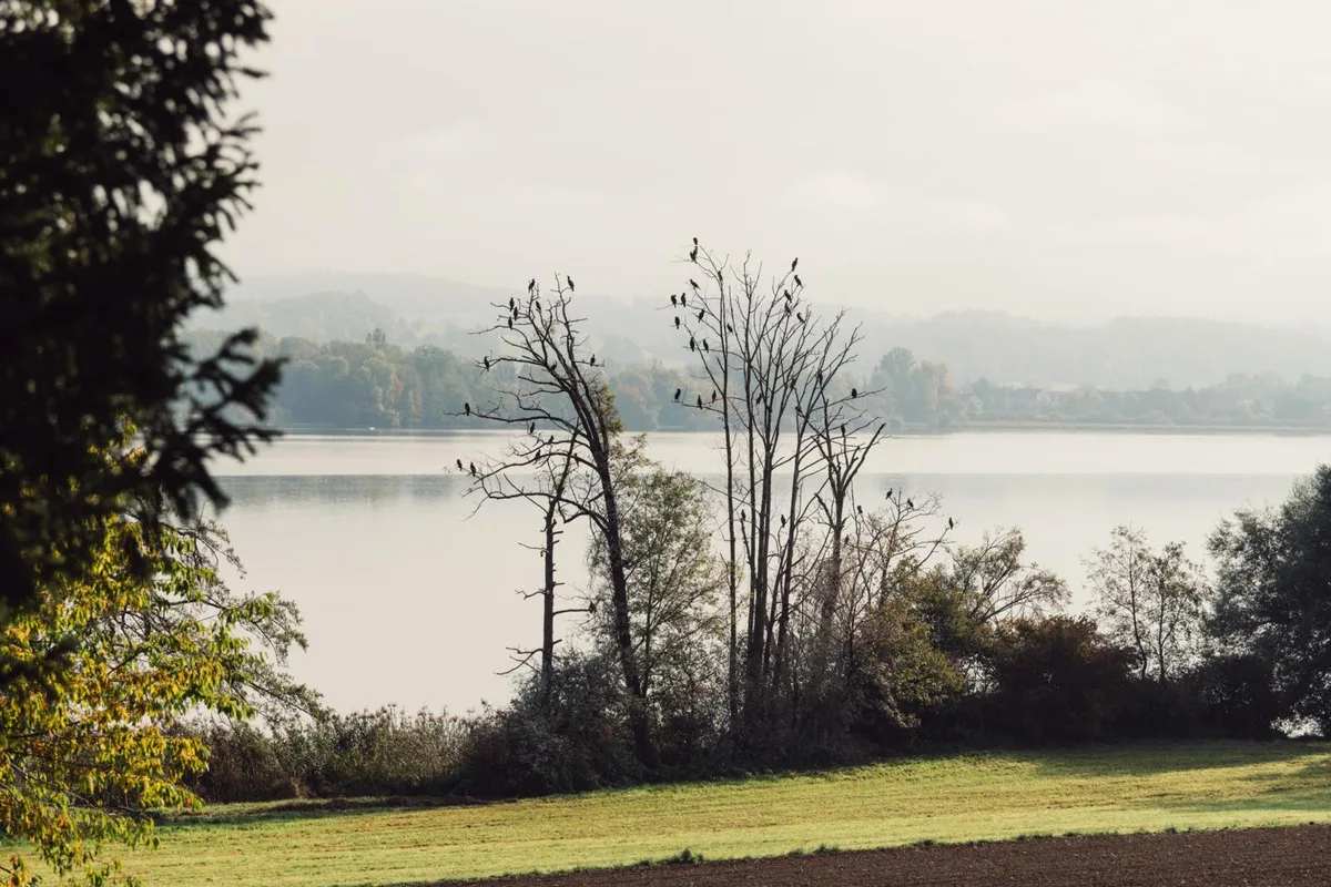 dsc_4676-3_preview Im Herbst und im späten Winter machen am Greifensee riesige Kormoranschwärme halt auf ihrem Vogelzug., Die Vögel können zum Problem werden., Das weiss auch Ranger Niklas Göth., Er zeigt von den Vögeln verkotetes Laub rund um den See.