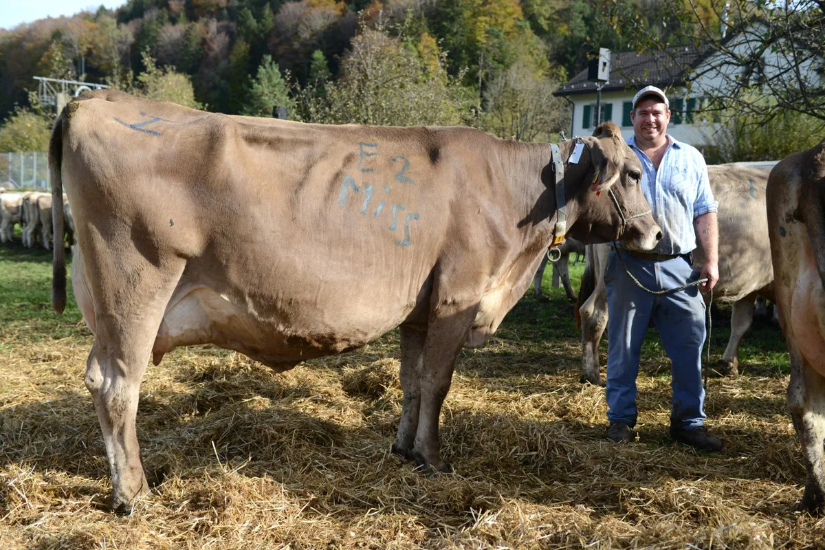 tt_viehschau_neubrunn29102022_jam14_preview Das ist die neue Miss Turbenthal: Kuh Elian. , Kinder, Kälber und Kühe mit eigenem Kopf., Nicht alle waren gleichermassen von der Viehschau begeistert. , Anwesend war auch Gemeinderat Walter Fehr (parteilos), der Präsident der Schaukommission. , Festgebunden an Stahlseilen, welche zwischen zwei Traktoren gespannt waren, warteten die Kühe auf ihren Auftritt., Ein jüngerer Teilnehmer., Familie Lüscher mit der Sieger-Kuh Thea in der Abteilung Jungtiere «schönstes Euter»., Dieser Kuh war es egal, wer zuschaute. , Dieses Mädchen führte ihr mit Blumen geschmücktes Kälbchen zur Schau., Auch für das leibliche Wohl der zweibeinigen Gäste war gesorgt.