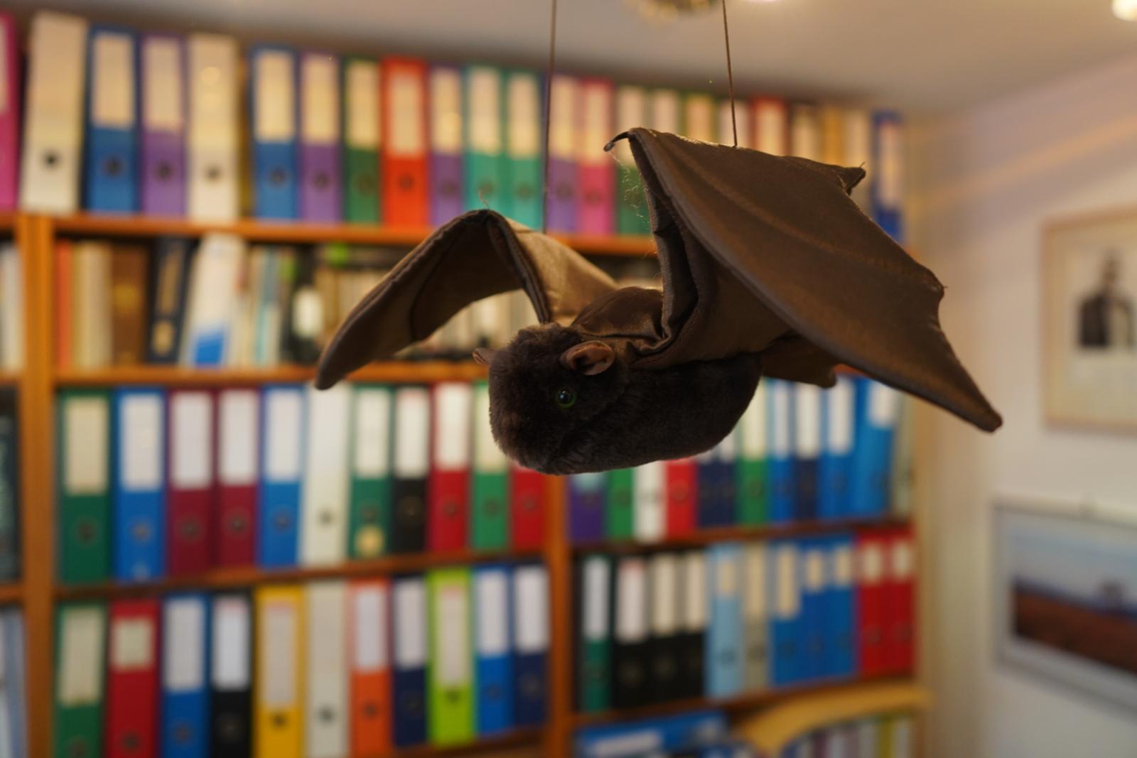 Eine Stofffledermaus hängt an der Decke in einer Praxis mit Bücherregalen. 