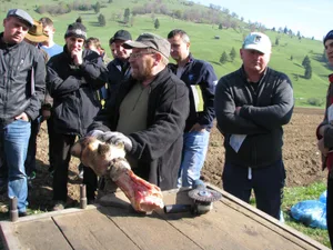 koebi-sturzenegger-klauenschneider-turbenthal-3_preview Köbi Sturzenegger zeigt rumänischen Bauern, wie sie Klauen ihrer Kühe pflegen müssen., Das Interesse an seinen Kursen ist stets gross.