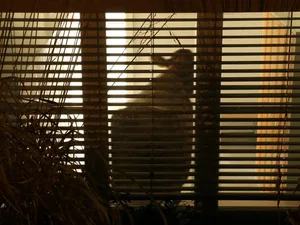 15-kuh-wetzikon-kopie Ungewöhnlicher Besuch im Alterswohnheim: Kuh Anneli in ihrem «Versteck» in einem Umkleideraum des Hauses. (Bild: Kantonspolizei Zürich)