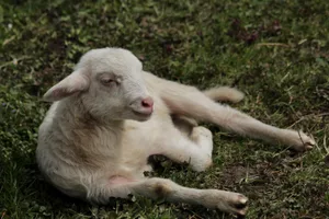 725921_original_r_k_by_angieconscious_pixelio-de_ Weil der Schafhalter es in Kauf genommen hat, dass das Tier an Unterkühlung sterben könnte, wurde er wegen Tierquälerei verurteilt. (Symbolbild: pixelio.de)