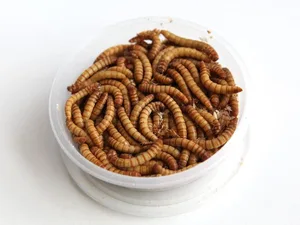 wurm Für die meisten Menschen gehören Würmer noch immer eher in den Boden als auf den Teller. (Bild: Gesa Lüchinger), Hühner und deren Eier gehören dagegen auf viele Teller. (Bild: svw), Die Begegnung mit Vögeln, vor allem wenn sie so selten sind wie dieser Eisvogel, der bei der Mönchaltorfer Silberweid aufgenommen wurde, löst bei Ornithologen Freude aus. (Bild: Walter Isotton), Das menschliche Interesse an Nutztieren basiert in erster Linie auf deren Produkten wie die frische Milch hier vom Ustermer Birkenhof. (Bild: Seraina Boner), Ein echtes Duo: der stolze Reiter auf seinem Pferd, hier Redaktor Manuel Reimann auf dem Pfannenstiel. (Bild: Fabio Meier), Der Sympathie sicher: Kleine Vierbeiner wie Luke erhalten auf der Redaktion auch bei kurzen Begegnungen viel Streicheleinheiten. (Bild: Christian Brändli)