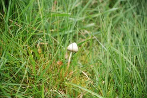 psylos5 Der Spitzkegelige Kahlkopf enthält den halluzinogenen Stoff Psilocybin. (Bild: Andreas Leisi), Auf nährstoffreichen Alpweiden im Zürcher Oberland werden Rauschsuchende fündig: Wanderer auf Pilzsuche (Bild: Andreas Leisi)