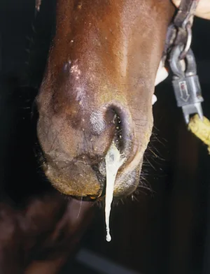druse Ein Symptom für Druse ist eitriger Ausfluss aus den Nüstern. (Bild: zvg)