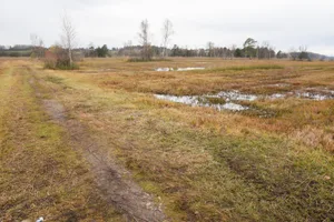 moorlandschaften_ursina_wiedmer_robenhausen_21112016-11 Im Robenhauser Ried gibt es gegen 400 verschiedene Pflanzenarten, wovon ein Drittel auf der nationalen Gefährdungsliste aufgeführt ist – und die Moorlandschaft ist auch ein Rückzugsort für viele gefährdete Tiere wie etwa die Zwerglibelle. (Bild: Carole Fleischmann)