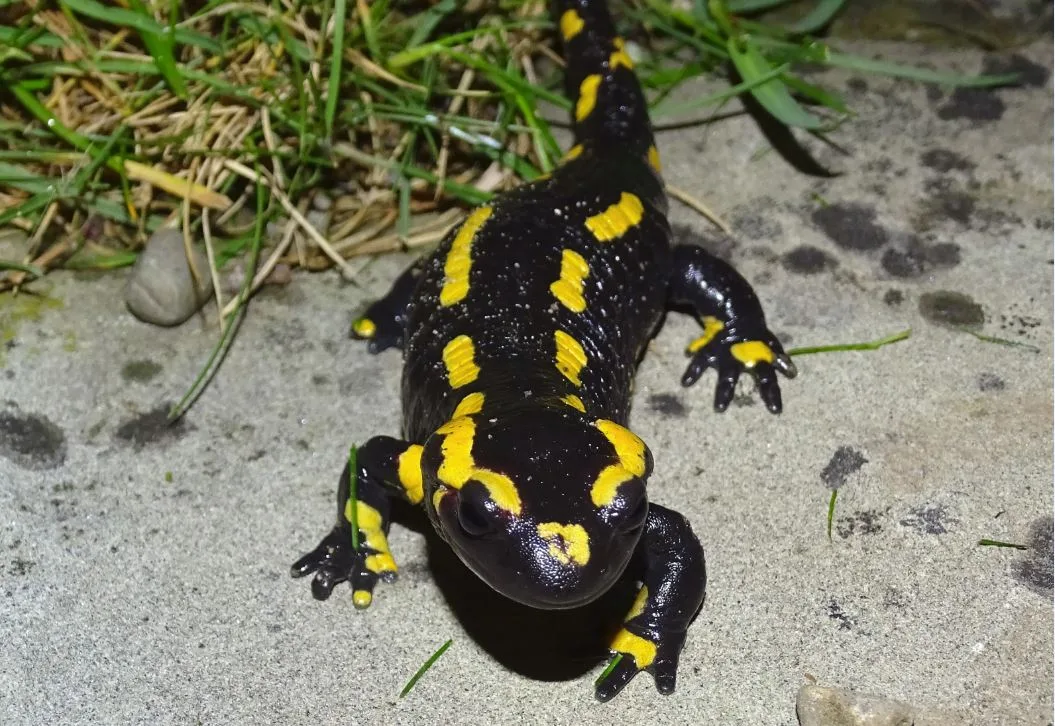 Dieser Feuersalamander wurde am 3. Juni dieses Jahres zwischen 21 und 22 Uhr auf einem Gartensitzplatz
an der Fischerstrasse in Egg fotografiert.
(Bild zvg)