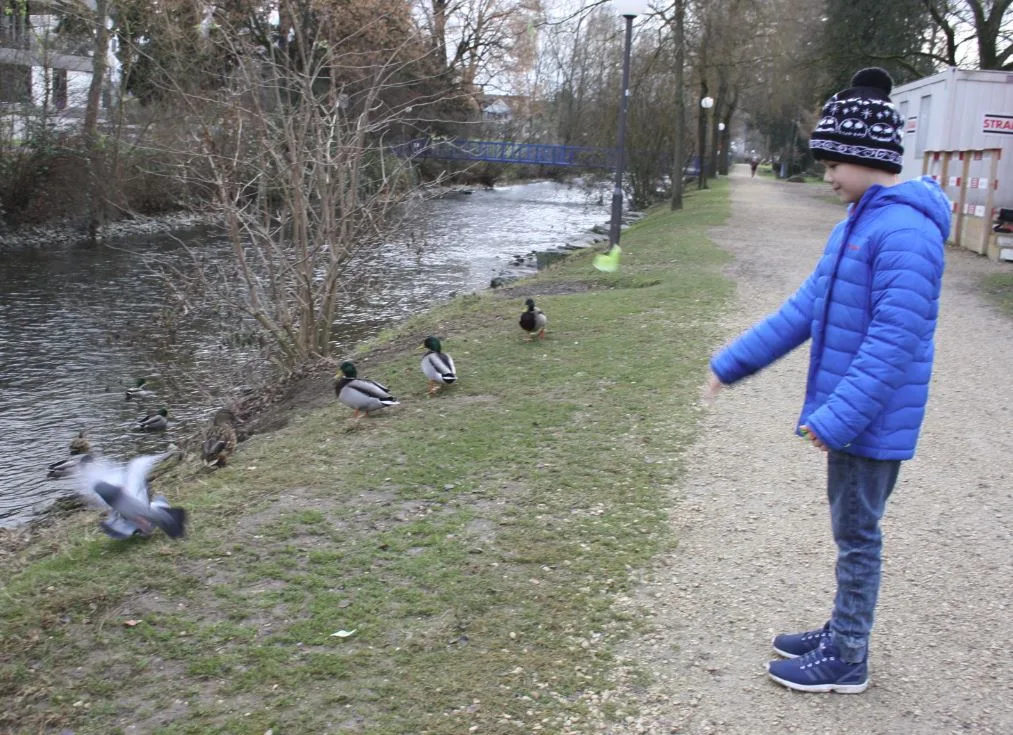 Gibt es gesundes Futter, wenden sich Enten und Tauben angewidert ab.
(Thomas Bacher)