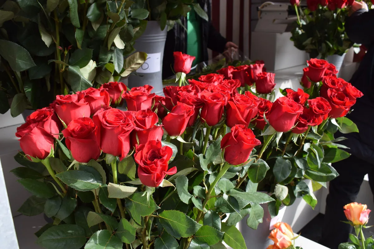 Rote Rosen sind auch heute noch ein beliebtes Valentinsgeschenk. Bild: Talina Steinmetz