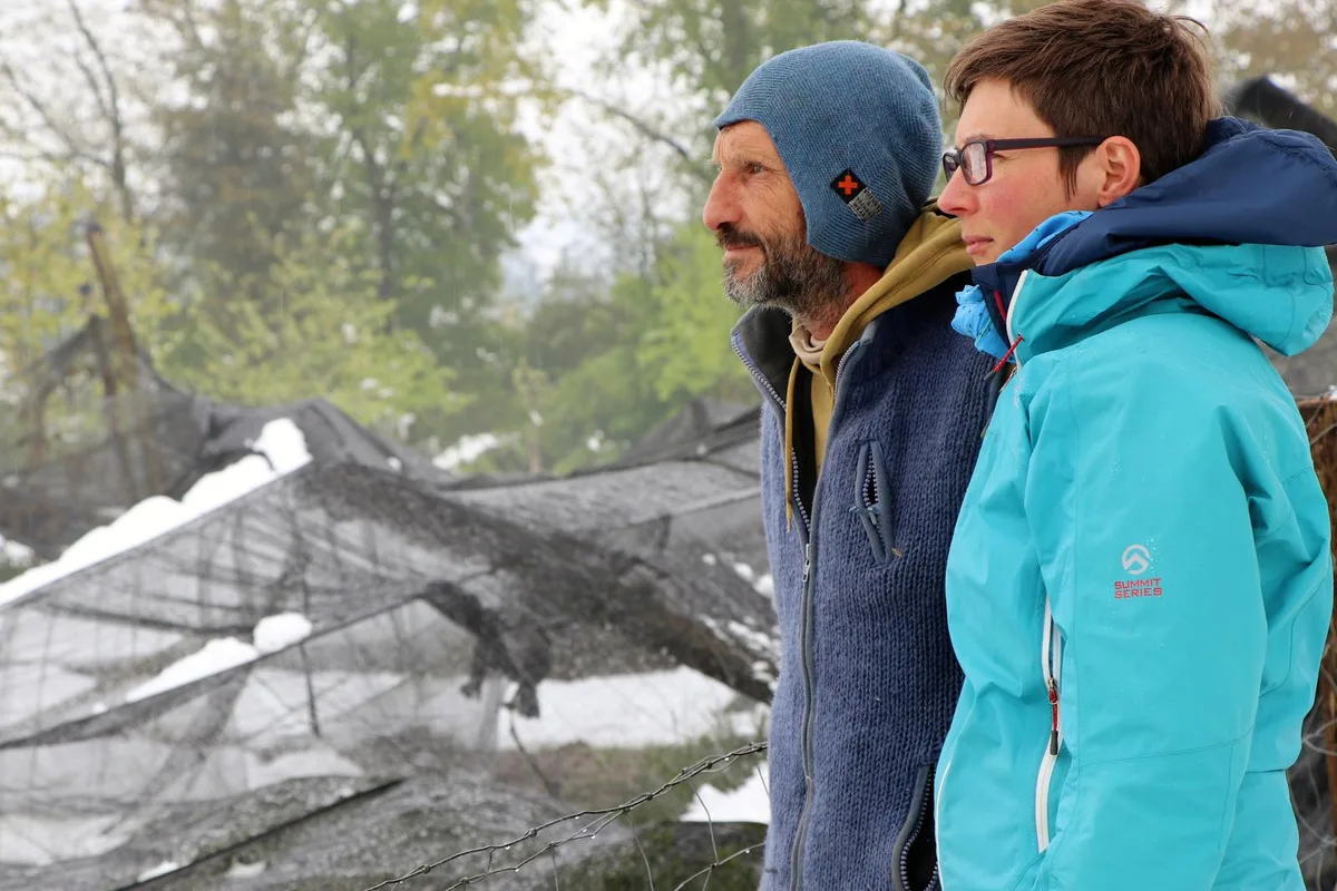 Lebenswerk unter dem Schnee begraben: Jürg Raths und Gabriela Fuster blicken über die zerstörte Obstanlage. (Bild: Vanessa Hann), Dieses Jahr wird es keine Ernte geben. (Bild: Vanessa Hann)