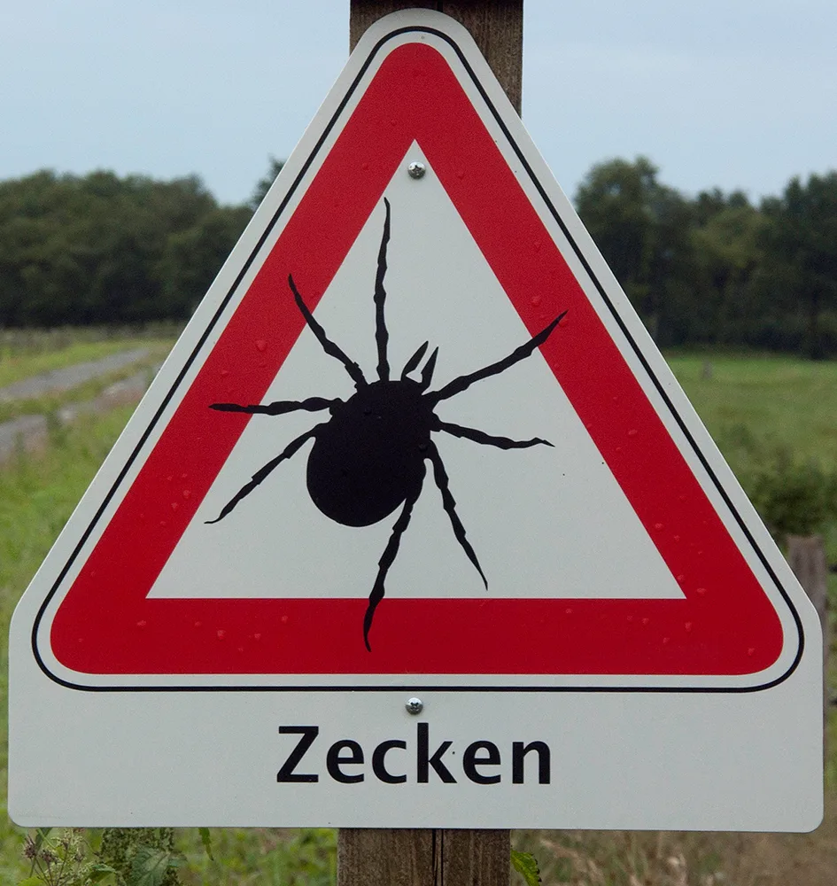 Zecken können trotz ihrer Grösse eine Gefahr für Menschen darstellen. Bild: Bernd Lang / pixelio.de