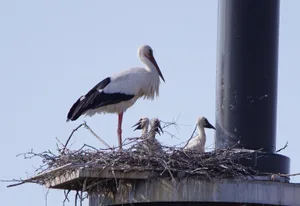 storch3 Von seinem Bürofenster aus hat Peter Pirani einen guten Blick auf das Storchennest. (Bild: Peter Pirani), Von seinem Bürofenster aus hat Peter Pirani einen guten Blick auf das Storchennest. (Bild: Peter Pirani), Von seinem Bürofenster aus hat Peter Pirani einen guten Blick auf das Storchennest. (Bild: Peter Pirani), Von seinem Bürofenster aus hat Peter Pirani einen guten Blick auf das Storchennest. (Bild: Peter Pirani), Von seinem Bürofenster aus hat Peter Pirani einen guten Blick auf das Storchennest. (Bild: Peter Pirani)
