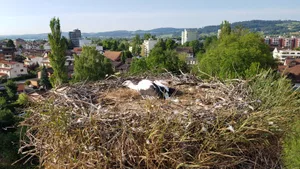 storch Der Wetziker Jungstorch kann dank des Rings am Bein problemlos identifiziert werden. (Bild: zvg/Feuerwehr Wetzikon-Seegräben), Die Feuerwehr Wetzikon-Seegräben stellte für die Aktion in luftiger Höhe ihr Hubretterfahrzeug zur Verfügung. (Bild: zvg/Feuerwehr Wetzikon-Seegräben), Auf der Wetziker Schönau sind seit Jahren Störche zu beobachten. (Bild: zvg/Feuerwehr Wetzikon-Seegräben)