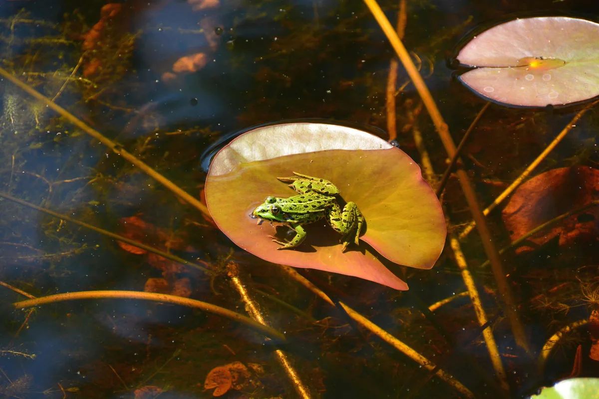 frosch Der Laubfrosch ist seit kurzem wieder im Naturschutzgebiet Wildert in Illnau anzutreffen. (Foto: Barbara Leuthold) , Barbara Leuthold, Biologin und Vorstandsmitglied bei Pro Natura, freut sich, dass der Laubfrosch den Weg ins Wildert gefunden hat. (Archivfoto: Giulia Sgier)