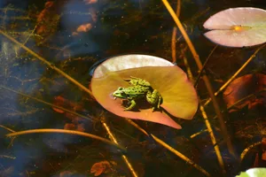 frosch Der Laubfrosch ist seit kurzem wieder im Naturschutzgebiet Wildert in Illnau anzutreffen. (Foto: Barbara Leuthold) , Barbara Leuthold, Biologin und Vorstandsmitglied bei Pro Natura, freut sich, dass der Laubfrosch den Weg ins Wildert gefunden hat. (Archivfoto: Giulia Sgier)