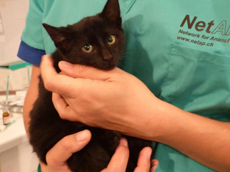 netap-team-26 Der Verein Netap will mit seiner Petition das Problem herrenloser Katzen an der Wurzel bekämpfen. (zvg)