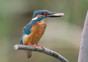 eisvogel_gross Diesen Eisvogel fotografierte Sergio Spangaro am Greifensee. (Sergio Spangaro)