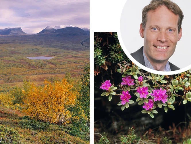 Faszinierend: Der Abisko-Nationalpark 200 Kilometer nördlich des Polarkreises. (Bilder: zvg)