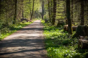 volketswil_20-04-16_hardwald_fsm_017 Der Näniker Hardwald ist gemäss Stadtrat «von relativ geringem naturschützerischem Wert».
(Archivbild Fabio Meier)