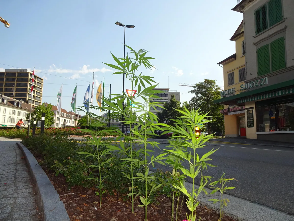 dsc01267 An bester Lage: Cannabis-Pflänzli am Nüsslikreisel. (Bild: Thomas Bacher)