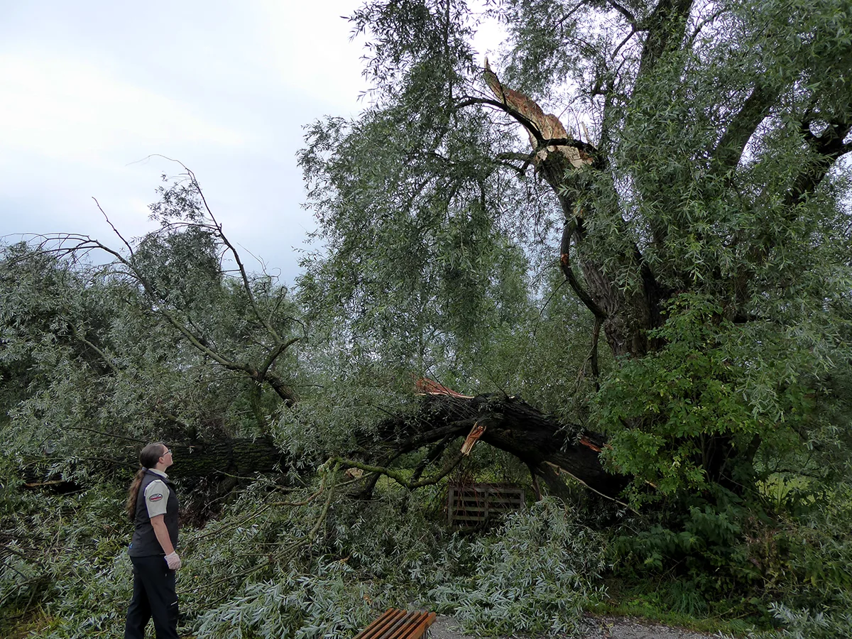 silberweide Ein Tag nach dem Sturm. Mittlerweile wurde der linke, beschädigte Teil der Silberweide entfernt. (Bild: zvg)