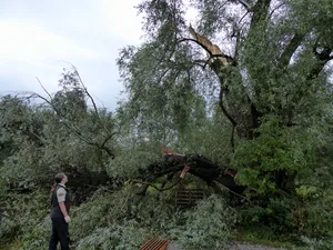 silberweide Ein Tag nach dem Sturm. Mittlerweile wurde der linke, beschädigte Teil der Silberweide entfernt. (Bild: zvg)