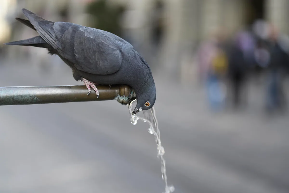 winti_taube Nicht jeder ist erfreut, eine Taube auf seinem Dach zu haben. (Symbolbild: Gallus Tannheimer / pixelio.de)