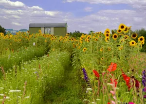 sommer17_weu Das Blumenfeld bei Hegnau hat Urs Weisskopf im Bild festgehalten. (Urs Weisskopf)